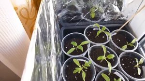 Отражатель света для рассады/ Лайфхак