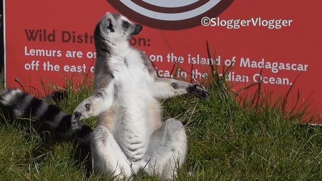 Funny Sunbathing Lemurs