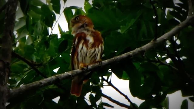 NEAR ENDEMIC- Glaucidium nubicola- cloud-forest pygmy-owl - National park Tatama смотреть онлайн