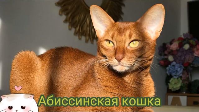 ТОП 3 САМЫЕ ПОПУЛЯРНЫЕ ПОРОДЫ КОШЕК 😄 смотреть онлайн