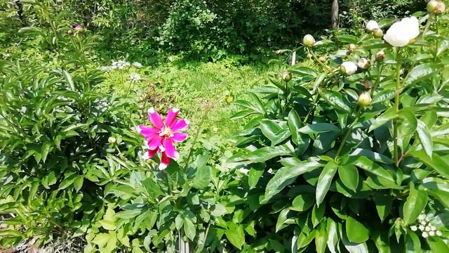 Георгины в июне смотреть онлайн