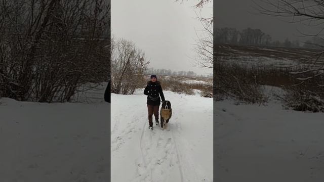 хождение на поводке кавказской овчарки смотреть онлайн