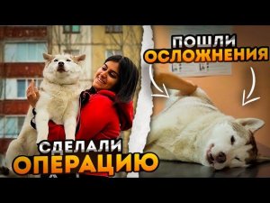 Стерилизовали Ними (Хасику). через несколько дней она начала кричать от боли при опорожнении.