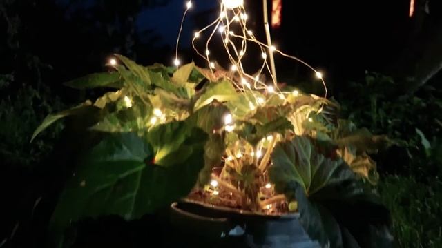 Корги линяет | Строим уличный туалет | Влог с дачи