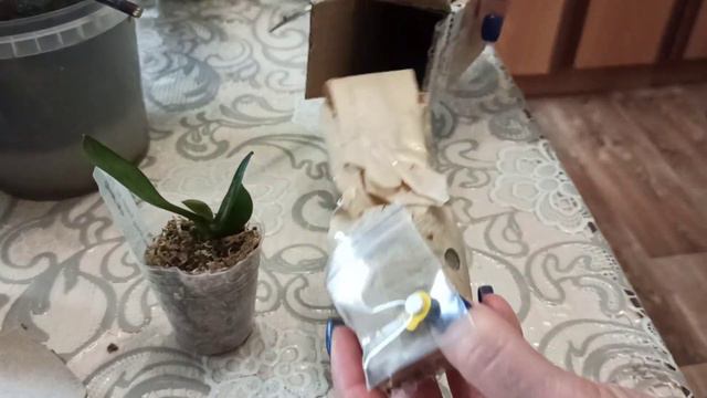 Орхидеи новенькие подростки. Распаковка. Обработка смотреть онлайн