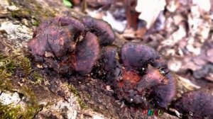 Какие грибы растут в апреле. Повезло!