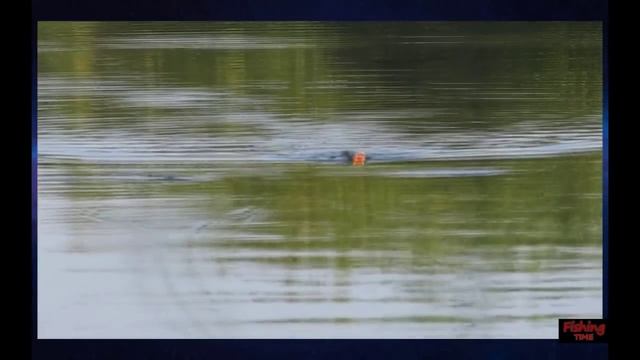 Ловля щуки летом на поппер***/fishing for pike/Мой видео-отчет. смотреть онлайн
