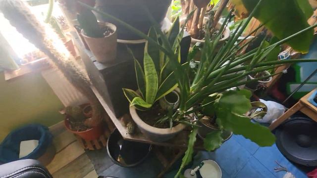 Those new plants in . Browsing Cacti and plants in Living Room смотреть онлайн