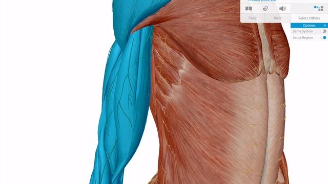 Tips and tricks for building a view | Human Anatomy Atlas 2018 смотреть онлайн