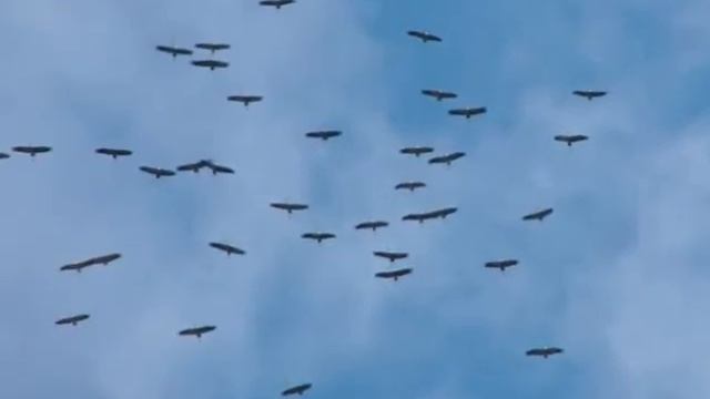 к уроку "Отличия научного и художественного текста" смотреть онлайн