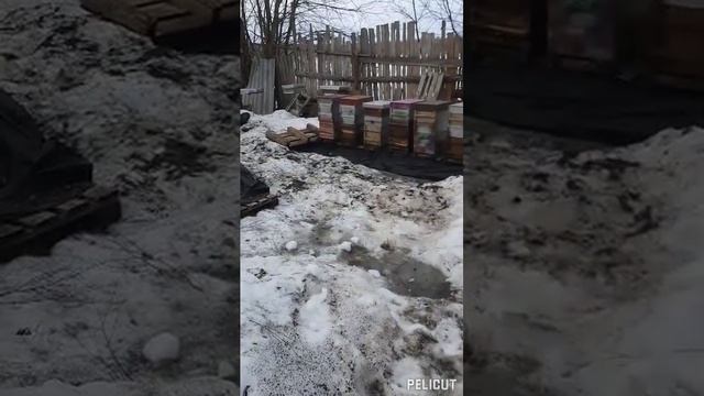 Скворцы прилетели. смотреть онлайн