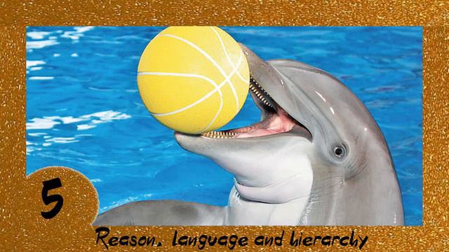 TOP-10. The Best: Interesting Facts About Dolphins
