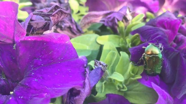 Майский жук, его жизнь и похождения смотреть онлайн