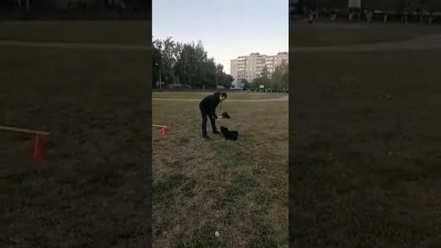 Дрессировка. Созвездие Дианы Дантес смотреть онлайн