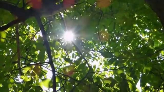Holiday in the wild 24/7/Отдых на дикой природе 24/7 смотреть онлайн