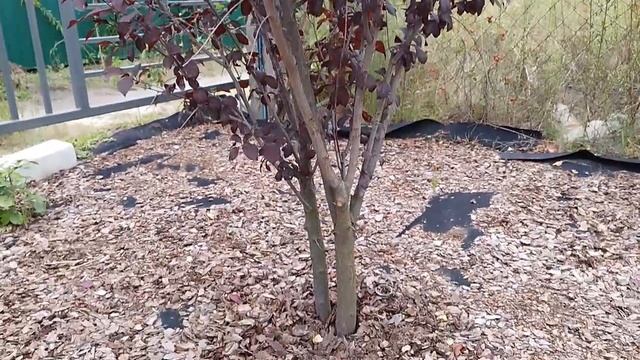 Слива писсарди  в ландшафтном дизайне слива растопыренная