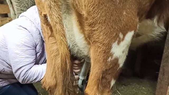 ЗАЧЕМ СВЕКРОВЬ УЧИТСЯ ДОИТЬ МОИХ КОРОВ? КУДА МЫ СОБРАЛИСЬ!?? смотреть онлайн
