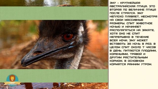 Мир малышам. Эму смотреть онлайн