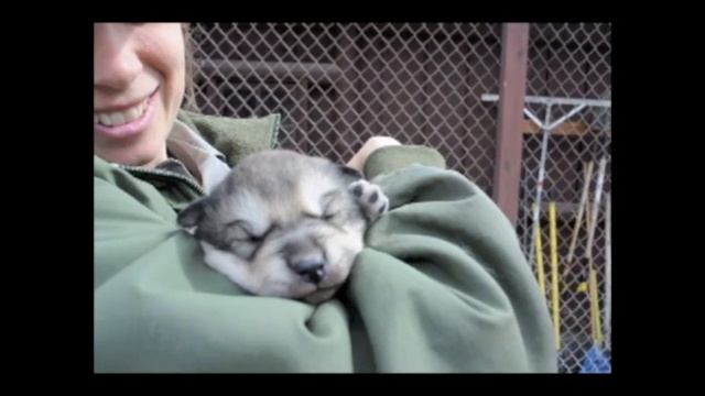 Puppy Paws Episode 1 смотреть онлайн