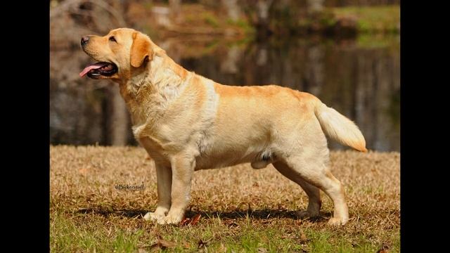 Что такое костяк? смотреть онлайн