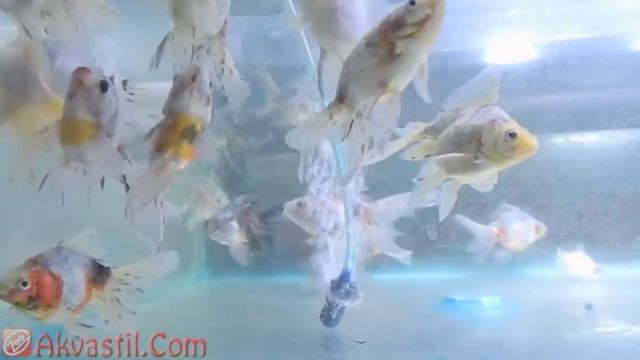 Золотая рыбка - форма Ситцевый Риукин. Аквариумные рыбки. Аквариумистика смотреть онлайн