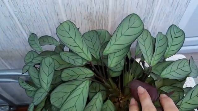 Цветение Ктенанты Берл-Маркса и новая пеперомия? смотреть онлайн