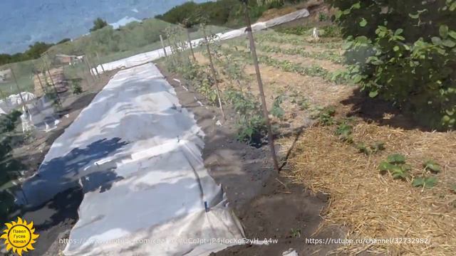 Зона рискованного земледелия. Возвратные заморозки. смотреть онлайн