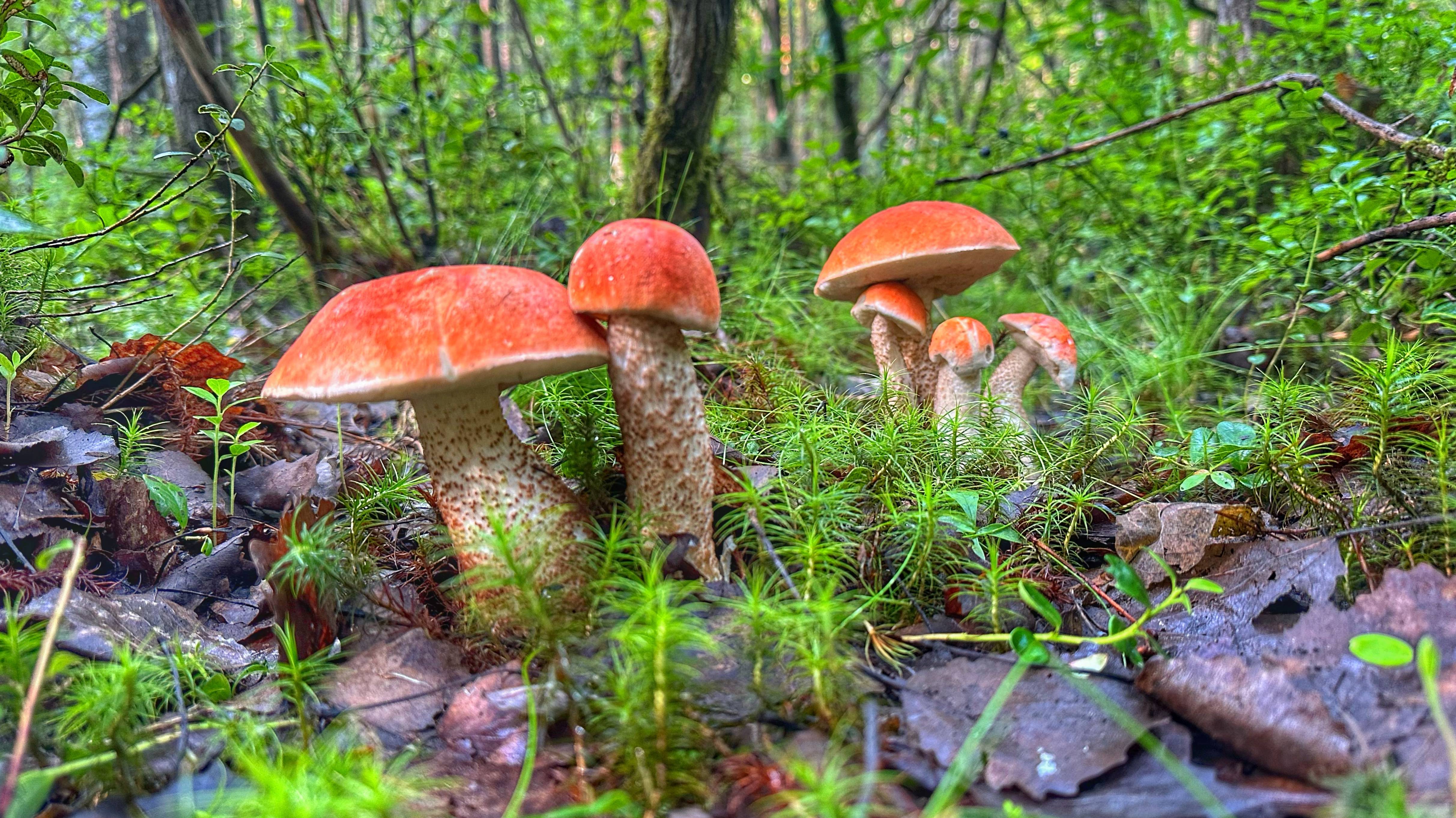 Тихая охота в смешанном лесу. Эмоции не передать словами. Фееричная семейка подосиновиков. Июль 2023 смотреть онлайн