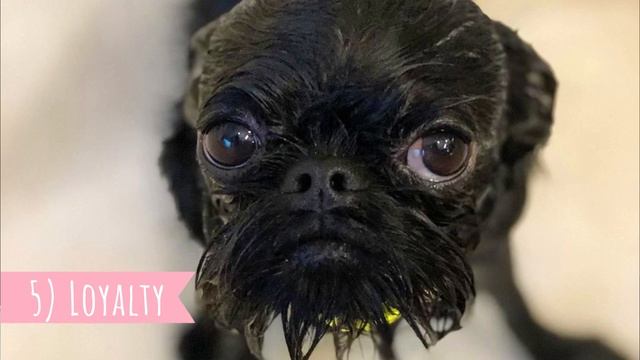 Brussels Griffon - TOP 10 Interesting Facts смотреть онлайн