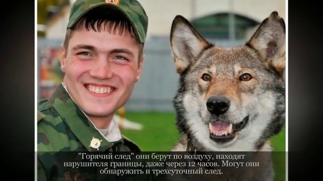 Волкособ Крупные породы собак смотреть онлайн