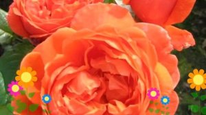 Роза кустовая Саммер Сонг (Summer Song). Краткий обзор, описание характеристик, где купить саженцы