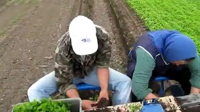 Посадка рассады сельдерея смотреть онлайн