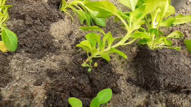 Перевалка розсади петуньї. Ґрунтосуміш. Transshipment of seedlings of petunia.#петуния #petunia
