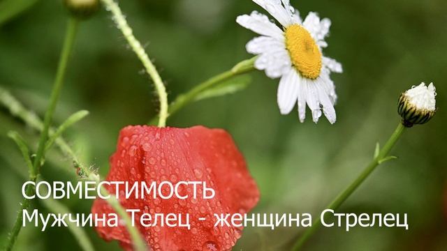 Совместимость мужчины Тельца и женщины Стрельцы. смотреть онлайн