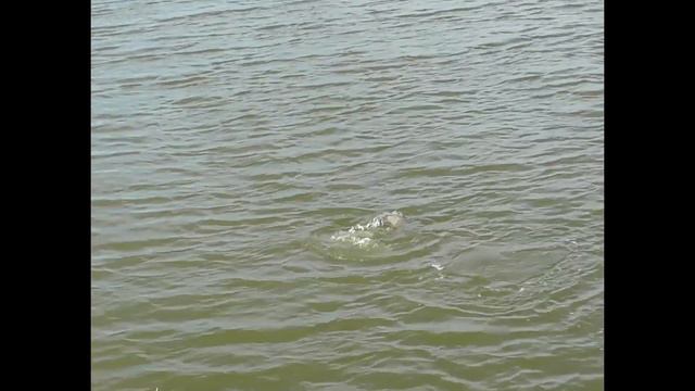 Рыбалка в Дагестане смотреть онлайн