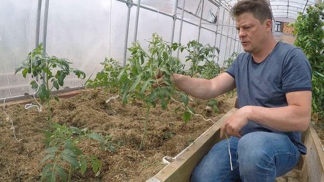 самый простой способ подвязывать томаты в теплице палки или веревки подвязка помидор смотреть онлайн