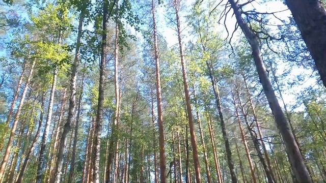 ВЫЕЗД НА БОЛОТО ЗА ЧЕРНИКОЙ!!! #5 смотреть онлайн