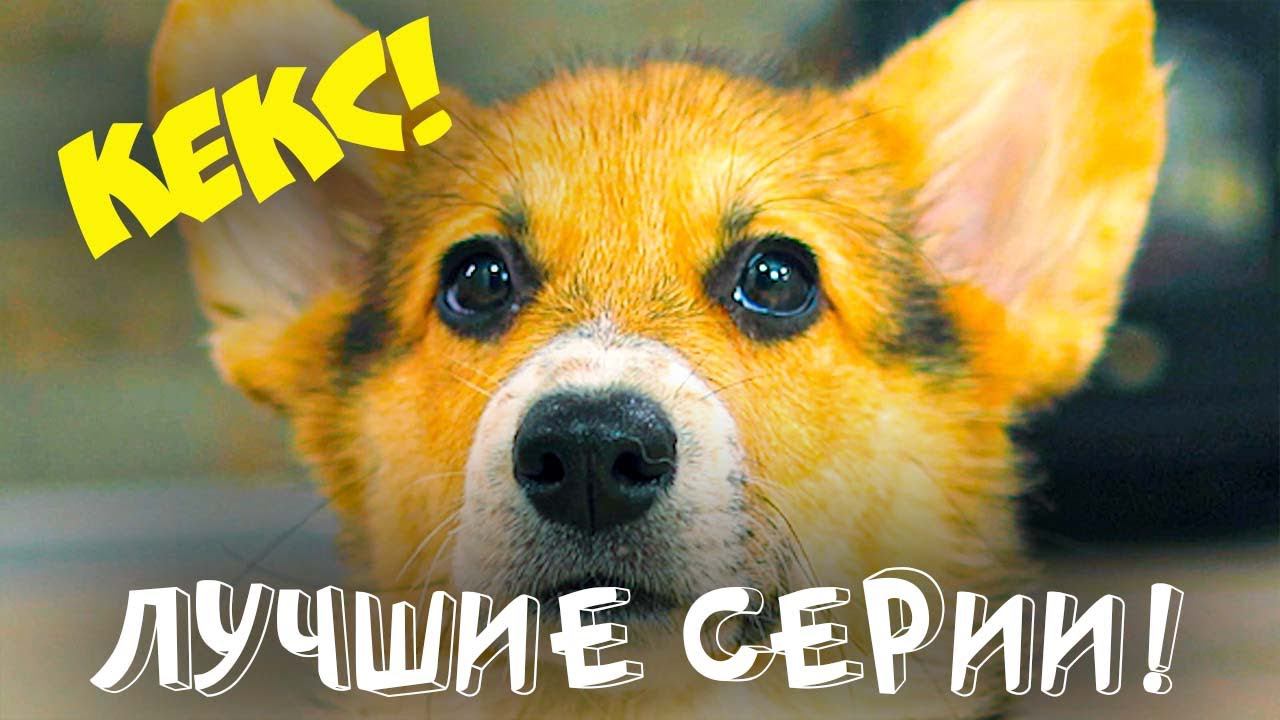 Корги Кекс ЛУЧШИЕ СЕРИИ!! (Хаски Бандит) Говорящая собака смотреть онлайн