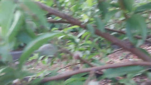 Персик в Омске после заморозков. Цветы попали под заморозки #персики #garden #омск #peach #eat #дач смотреть онлайн