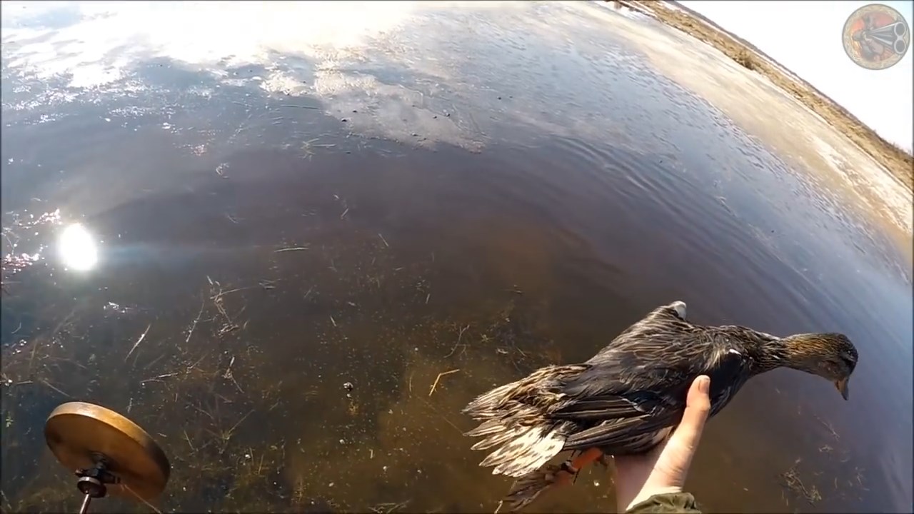 Подготовка подсадных уток к весенней охоте 2019 (Будни охотника и рыбака) смотреть онлайн