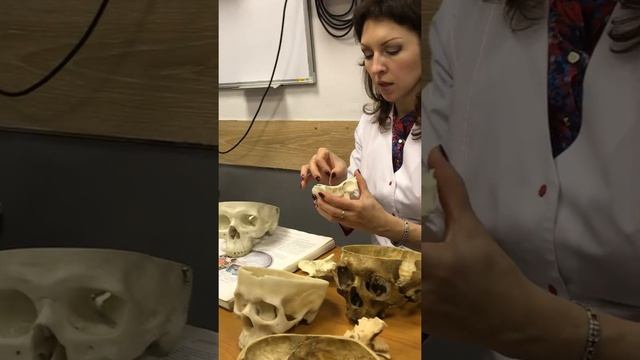 Sphenoid and Ethmoid Bone pointings смотреть онлайн