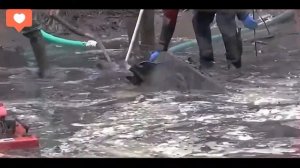 Достали мощную советскую технику из болота времен ВОВ