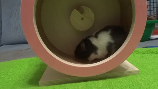 Цветочный Эльф Хонни смотреть онлайн