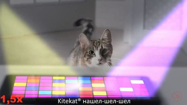 ЭНЕРГИЯ КОТА БОРИСА (KITEKAT) В 4X БЫСТРЕЕ! смотреть онлайн