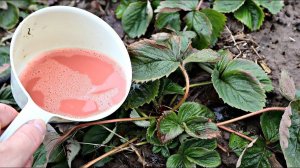 Облейте этим клубнику в марте от всех вредителей и болезней! Чем обработать клубнику весной?