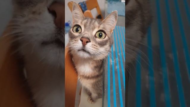 Веганские Рецепты