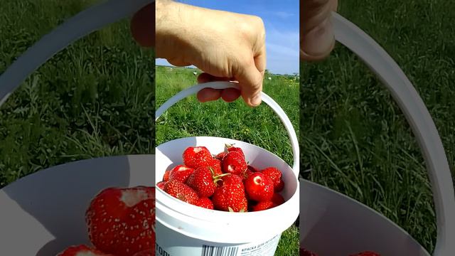 Клубника самосбор смотреть онлайн