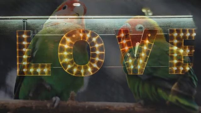 LOVE. #любовь #нежность #чувства смотреть онлайн