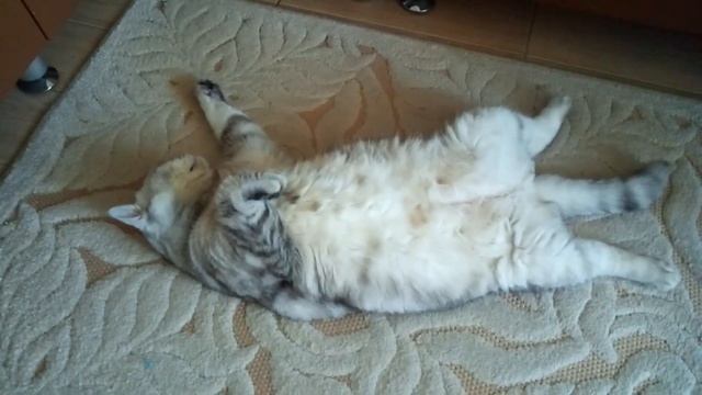 #авторские украшения колье и серьги.Мои новые работы из агата,коралла и ракушечника. смотреть онлайн