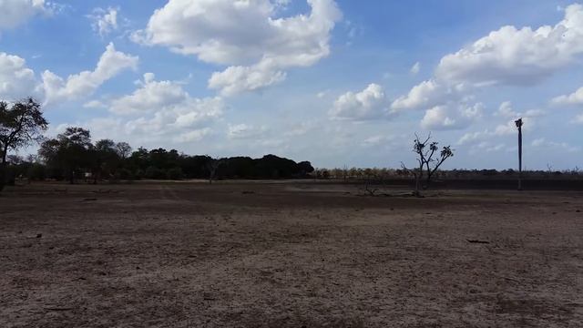 Зебры в национальном парке Селус, сафари, Танзания смотреть онлайн